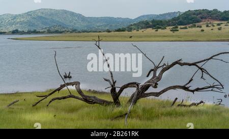 Südafrikas Savanne im Pilanesberger Nationalpark, Schöne Farben und Natur Stockfoto