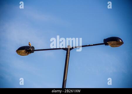 Streetlight gegen den blauen Himmel in Lagos, Nigeria. Stockfoto