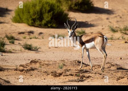 Springbock, Antidorcas marsupialis, Aquila Private Game Reserve, Südafrika Stockfoto