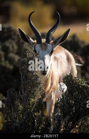 Springbock, Antidorcas marsupialis, Aquila Private Game Reserve, Südafrika Stockfoto
