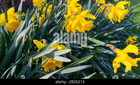 Ashford, Kent, Großbritannien. März 2020. Wetter in Großbritannien: Narzissen blühen bei strahlendem Sonnenschein am ersten Tag des meteorologischen Frühlings. Nach dem meteorologischen Kalender beginnt der Frühling immer am 1. März; er endet am 31. Mai. Es ist natürlich der Tag des heiligen David und ist der Festtag des heiligen David, des Schutzpatrons von Wales. © Paul Lawrenson 2020, Photo Credit: Paul Lawrenson/Alamy Live News Stockfoto