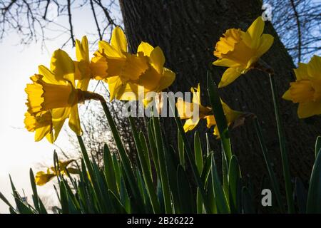 Ashford, Kent, Großbritannien. März 2020. Wetter in Großbritannien: Narzissen blühen bei strahlendem Sonnenschein am ersten Tag des meteorologischen Frühlings. Nach dem meteorologischen Kalender beginnt der Frühling immer am 1. März; er endet am 31. Mai. Es ist natürlich der Tag des heiligen David und ist der Festtag des heiligen David, des Schutzpatrons von Wales. © Paul Lawrenson 2020, Photo Credit: Paul Lawrenson/Alamy Live News Stockfoto