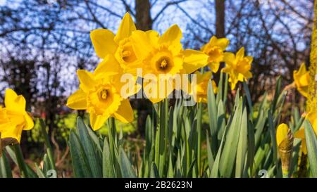 Ashford, Kent, Großbritannien. März 2020. Wetter in Großbritannien: Narzissen blühen bei strahlendem Sonnenschein am ersten Tag des meteorologischen Frühlings. Nach dem meteorologischen Kalender beginnt der Frühling immer am 1. März; er endet am 31. Mai. Es ist natürlich der Tag des heiligen David und ist der Festtag des heiligen David, des Schutzpatrons von Wales. © Paul Lawrenson 2020, Photo Credit: Paul Lawrenson/Alamy Live News Stockfoto