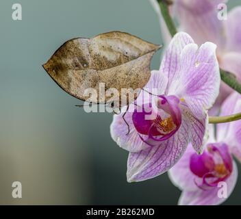 Geschlossener Schmetterling, der wie ein Blatt auf der Orchideenblume aussieht Stockfoto