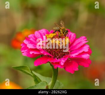 Übliches zinnia (zinnia elegans), Jugend und Alter, mit Biene Stockfoto