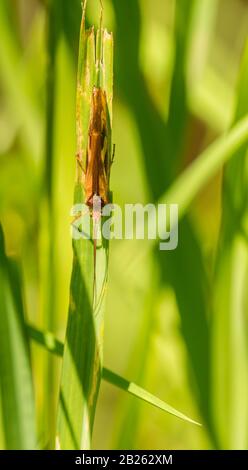 Braunes Insekt versteckt sich auf Grashalm, wild Stockfoto