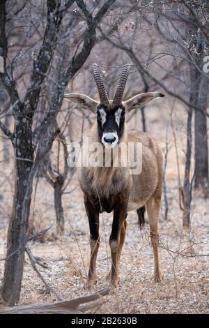 Roan Antilope, Hippotragus equinus, Ant's Nest, der Waterberg, Südafrika Stockfoto