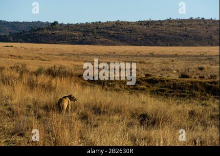 Lion in Grasland, Panthero leo, Welgevonden Game Reserve, Südafrika Stockfoto