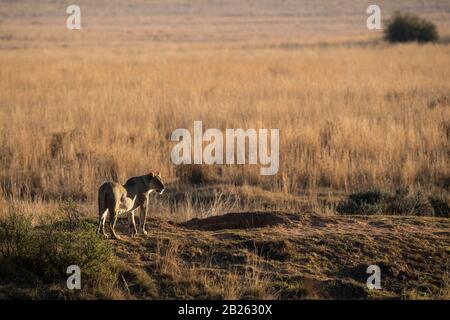 Lion in Grasland, Panthero leo, Welgevonden Game Reserve, Südafrika Stockfoto