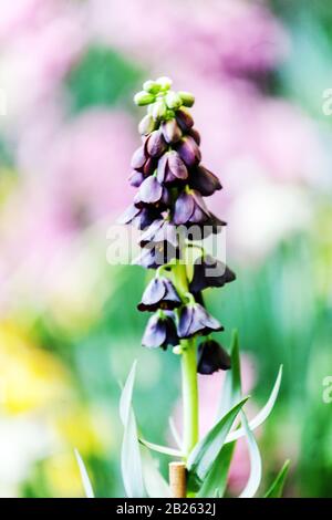 Persianer Fritillaria persica Frühlingsblume im Garten Stockfoto