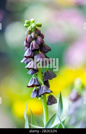 Persisch Fritillary Fritillaria persica Stockfoto