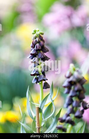 Persische Fritillaria persica Quelle Stockfoto