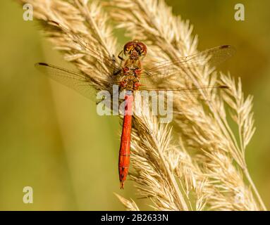 red dragonfly sitting on dried grass, wild Stockfoto