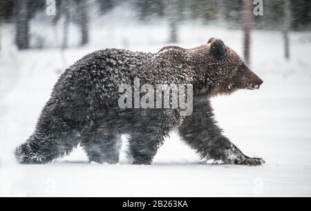 Der Bär spaziert im Schnee durch den Winterwald. Schneefälle, blizzard. Wissenschaftlicher Name: Ursus arctos. Natürlicher Lebensraum. Wintersaison. Stockfoto