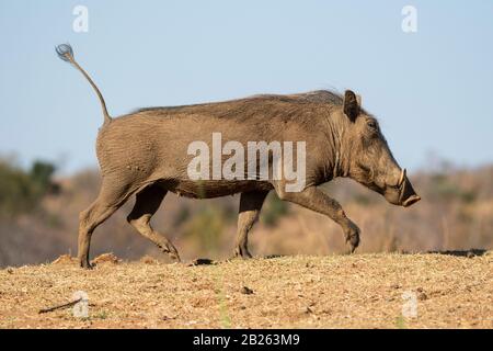 Warthog läuft mit Tail Up, Phacochoerus africanus, Welgevonden Game Reserve, Südafrika Stockfoto