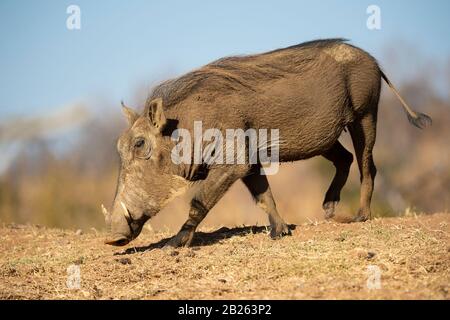 Warthog, Phacochoerus africanus, Welgevonden Game Reserve, Südafrika Stockfoto