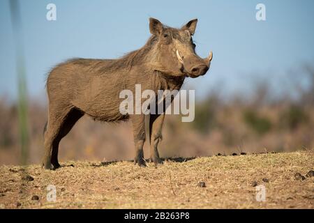 Warthog, Phacochoerus africanus, Welgevonden Game Reserve, Südafrika Stockfoto