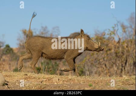 Warthog läuft mit Tail Up, Phacochoerus africanus, Welgevonden Game Reserve, Südafrika Stockfoto