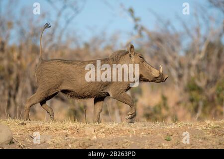 Warthog läuft mit Tail Up, Phacochoerus africanus, Welgevonden Game Reserve, Südafrika Stockfoto