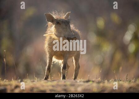 Warthog, Phacochoerus africanus, Welgevonden Game Reserve, Südafrika Stockfoto