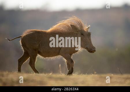 Warthog, Phacochoerus africanus, Welgevonden Game Reserve, Südafrika Stockfoto