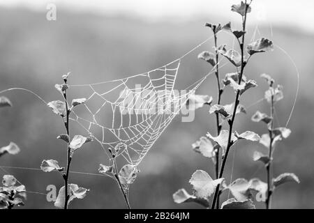 Spinnenweste zwischen kleinen Zweigen, die bei nebeligen Witterungsbedingungen in Schwarz-Weiß-Bild mit kleinen Wassertropfen bedeckt sind Stockfoto