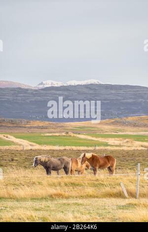 Snaefellhness Nationalpark in Island islandpferde stehen auf Wiese vor großer Bergkette Stockfoto