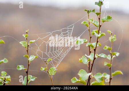 Spinnennetz zwischen kleinen Zweigen, die bei Nebel mit kleinen Wassertröpfchen bedeckt sind Stockfoto