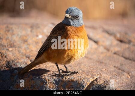 Cape Rock Thrush, Monticola rupestris, Marakele National Park, Waterberg, Südafrika Stockfoto