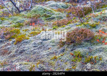 Dickes Moos, kleine Bäume und Flechten, die auf nassem natürlichen Waldboden von Island wachsen Stockfoto