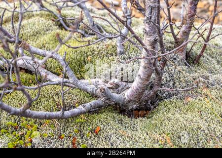 Dickes Moos wächst unter Baum in nassem und kaltem Island Stockfoto