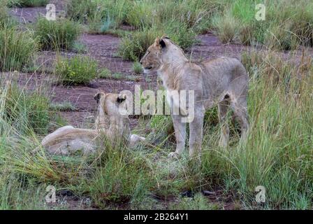 Löwin Im Pilanesberger Nationalpark in Südafrika Eingenommen Stockfoto