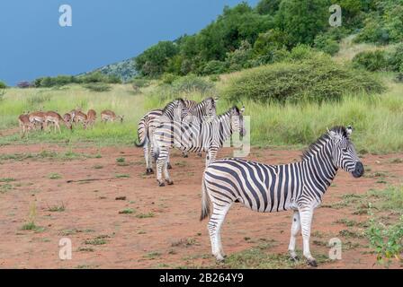 Zebras Im Pilanesberger Nationalpark in Südafrika Stockfoto