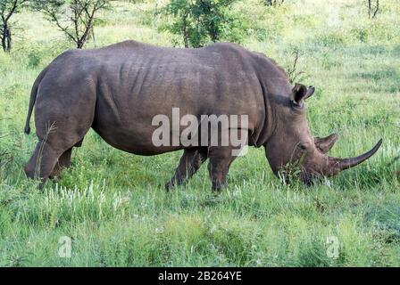 Rhino oder Rhinozeros Im Pilanesberger Nationalpark in Südafrika Eingenommen Stockfoto