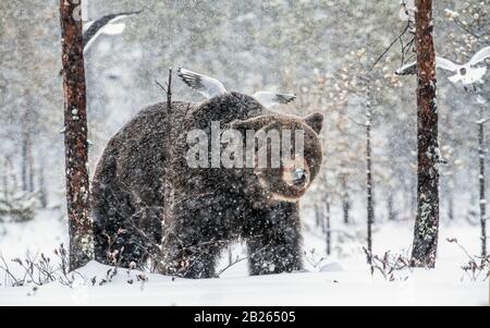 Erwachsener Brauner Bär im Schnee. Schneeblischarden im Winterwald. Schneefall. Braunbär, wissenschaftlicher Name: Ursus arctos. Natürlicher Lebensraum. Winte Stockfoto