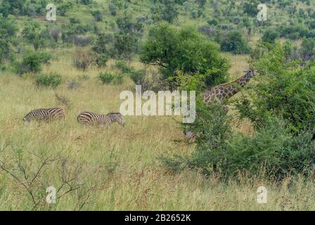 Zebras und Giraf Im Pilanesberger Nationalpark in Südafrika Stockfoto