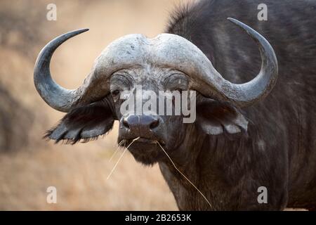 Cape Buffalo, Syncerus Caffer, Balule Game Reserve, Südafrika Stockfoto