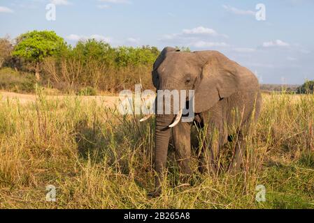 Afrikanischer Elefant, Loxodonta africana africana, MalaMala Game Reserve, Südafrika Stockfoto