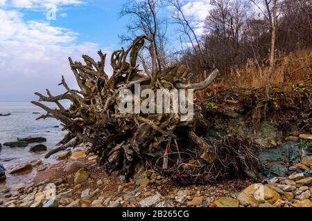 Riesige entwurzelte Bäume an steinigen Küsten Stockfoto