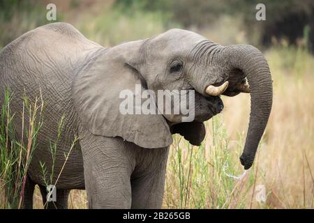 Afrikanischer Elefantentrank, Loxodonta africana africana, MalaMala Game Reserve, Südafrika Stockfoto