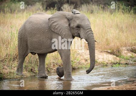 Afrikanischer Elefant, Loxodonta africana africana, MalaMala Game Reserve, Südafrika Stockfoto