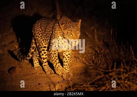 Leopard in der Nacht, Panthera pardus, MalaMala Game Reserve, Südafrika Stockfoto