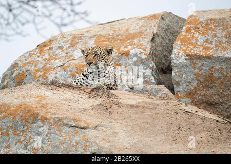 Leopard liegt auf einem Felsen, Panthera pardus, MalaMala Game Reserve, Südafrika Stockfoto