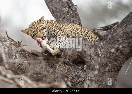 Leopardenwürfel, die sich von einem Kill in einem Baum ernähren, Panthera pardus, MalaMala Game Reserve, Südafrika Stockfoto