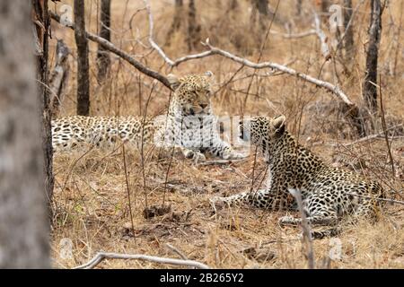 Leopard mit Cub, Panthera pardus, MalaMala Game Reserve, Südafrika Stockfoto