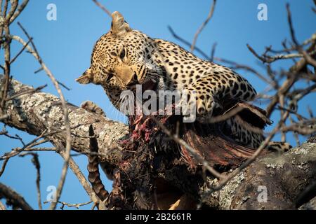 Leopard, der auf einem Kill in einem Baum fegt, Panthera pardus, MalaMala Game Reserve, Südafrika Stockfoto