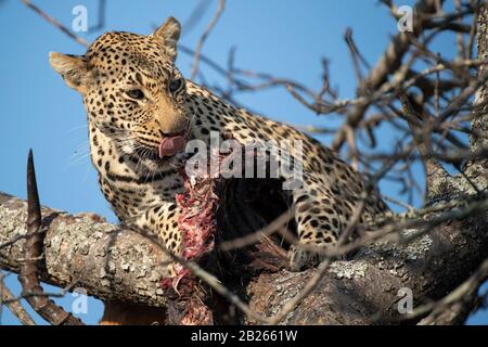 Leopard, der auf einem Kill in einem Baum fegt, Panthera pardus, MalaMala Game Reserve, Südafrika Stockfoto