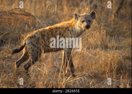 Gepunktete Hyäne, Crocuta Crocuta, MalaMala Game Reserve, Südafrika Stockfoto