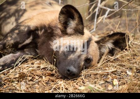 Wildhund, Lycaon pictus, MalaMala Game Reserve, Südafrika Stockfoto