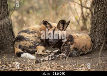 Wildhunde, Lycaon pictus, MalaMala Game Reserve, Südafrika Stockfoto